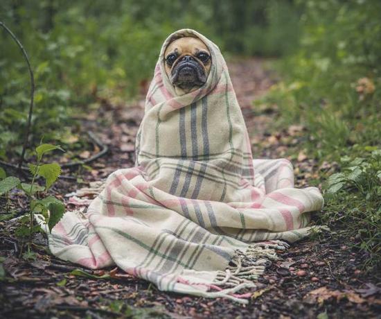 A pug in the woods, wrapped in a blanket